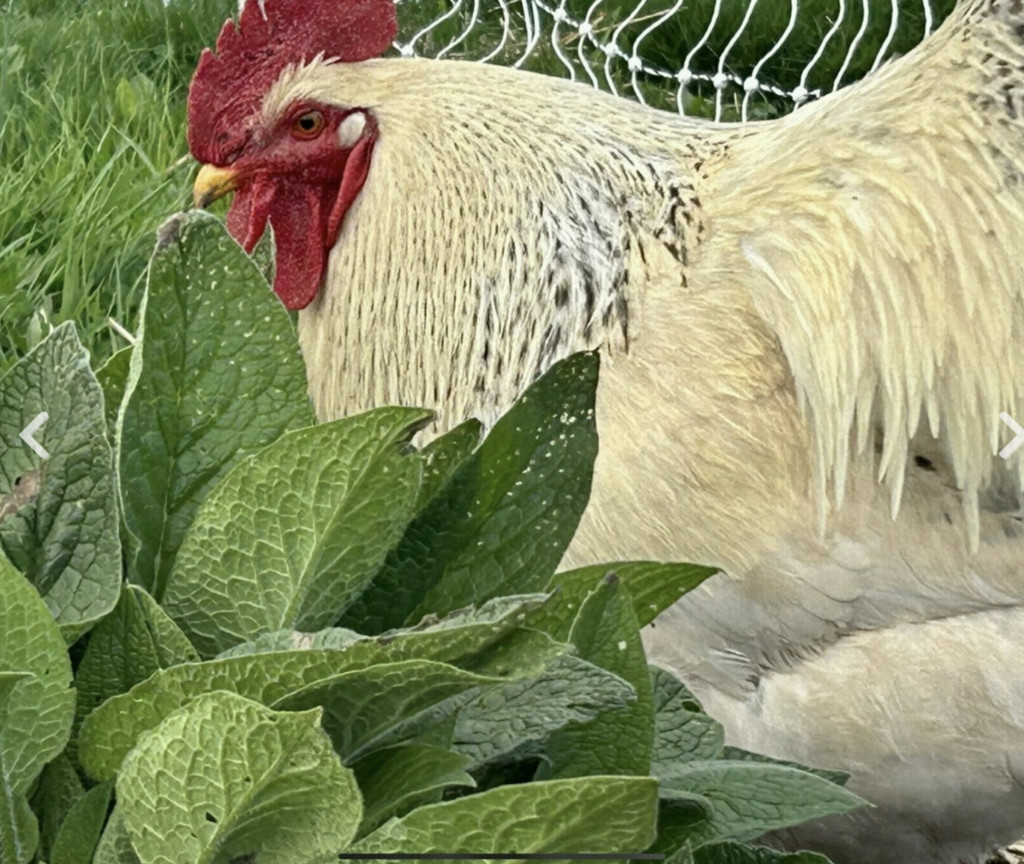 Rooster in the yard